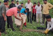 Python Swallows Goat in Yamunanagar Village, Rescued by Wildlife Department