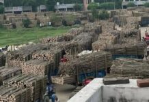 Timber Markets to Remain Shut During Kanwar Yatra, Plywood Industry Braces for Raw Material Crunch S