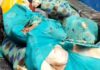 Pickup Carrying Around 600 Kg of Suspected Meat Stopped in Yamunanagar, Three Held Police investigate pickup stopped with suspected meat at Karheda Chowk in Yamunanagar