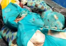 Pickup Carrying Around 600 Kg of Suspected Meat Stopped in Yamunanagar, Three Held Police investigate pickup stopped with suspected meat at Karheda Chowk in Yamunanagar