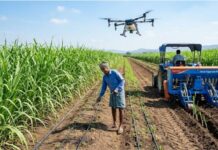 Haryana Farmers Can Apply for Sugarcane Technology Subsidy Scheme Till December 31 F