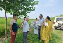 KVK Damla Inspects Paddy Demonstrations and Farmer Field Trials in Yamunanagar KVK Damla experts inspect paddy field trials and scientific farming practices in Yamunanagar